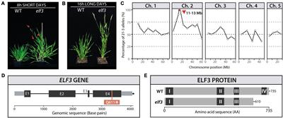 EARLY FLOWERING 3 and Photoperiod Sensing in Brachypodium distachyon